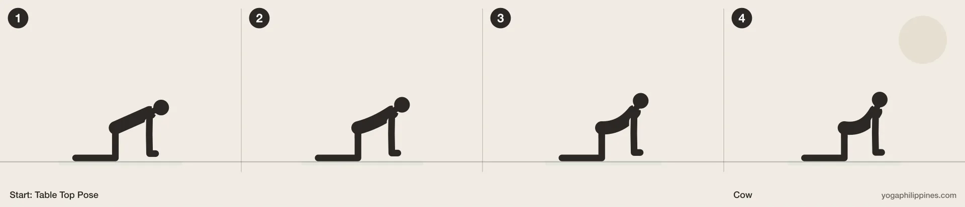 Cow (Bitilasana) step by step: 4 numbered line drawings moving from Table Top Pose into the full pose