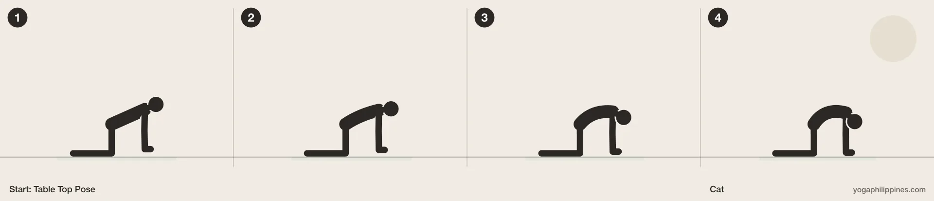 Cat (Marjaryasana) step by step: 4 numbered line drawings moving from Table Top Pose into the full pose