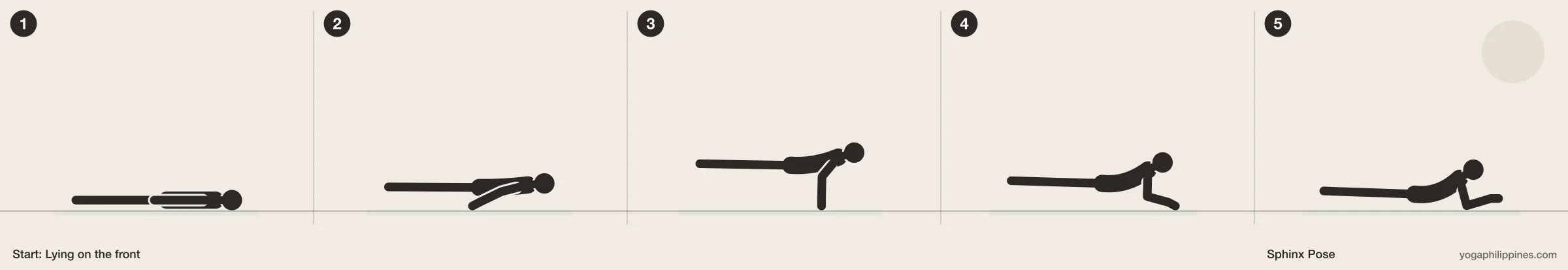Sphinx Pose (Salamba Bhujangasana) step by step: 5 numbered line drawings moving from Lying on the front into the full pose
