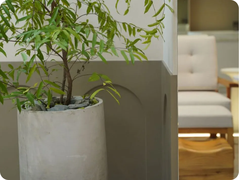 A potted tree beside the cushioned seating in the Cedo Wellness lounge