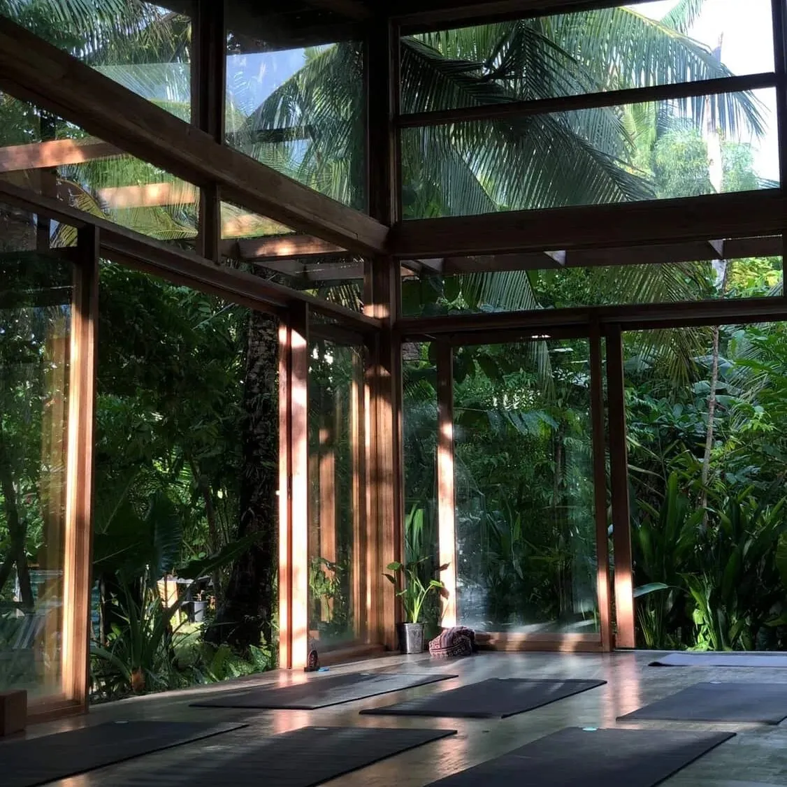 Glass-walled wooden shala surrounded by jungle